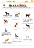 Les races de chiens