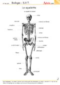 Le squelette humain (2)