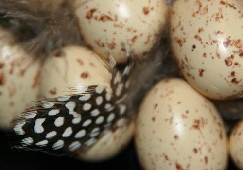 Eieren opplakken
