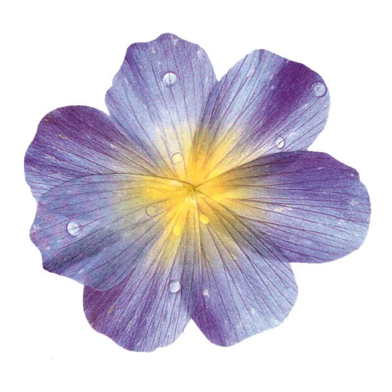 Washi Sticker - Blüten blau