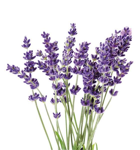 Kerzen Duftöl - 10 ml, Lavendel
