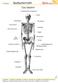 Skelett des Menschen